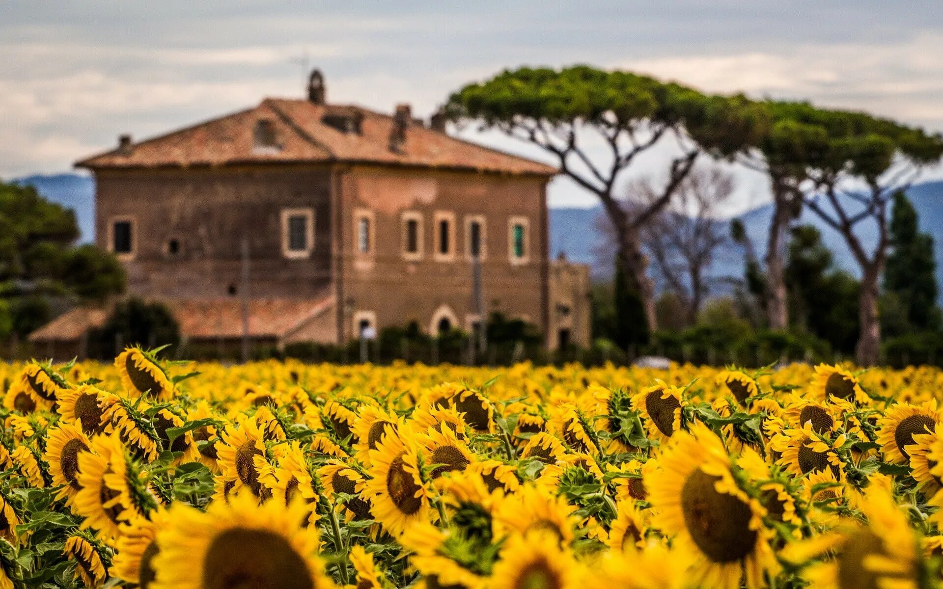 Тоскана Подсолнухи. Подсолнечные поля, Тоскана-Италия. Вилла подсолнух в Италии. Поле подсолнухов Италия.