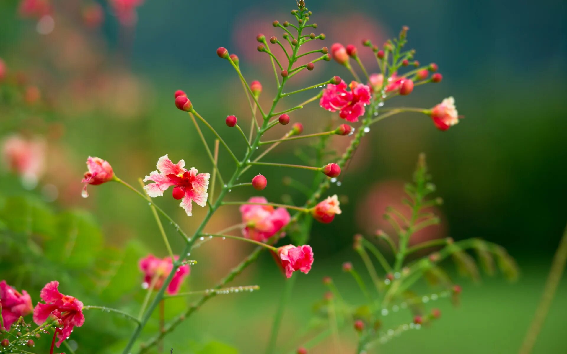 Природа цветы. Полевые цветы. Красивые мелкие цветы. Красные полевые цветы. Цветы 1024 600