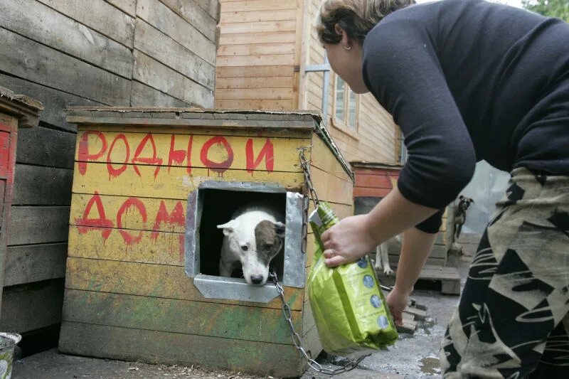 Приют лесопилка. Домики для бездомных животных. Приют для бездомных животных. Бездомные животные в приюте.