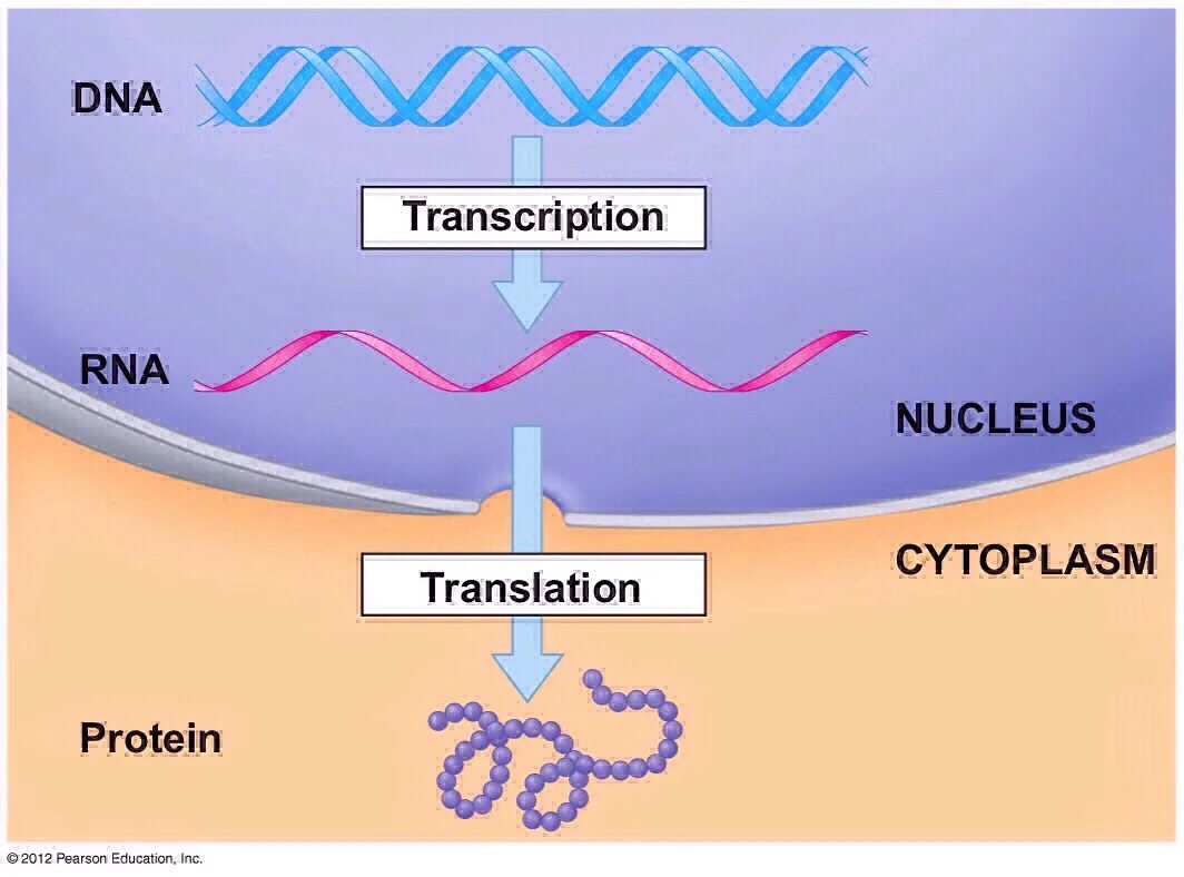 DNA translation. Transcription. Transcription and translation. Transcription translation steps Biology. Dna перевод