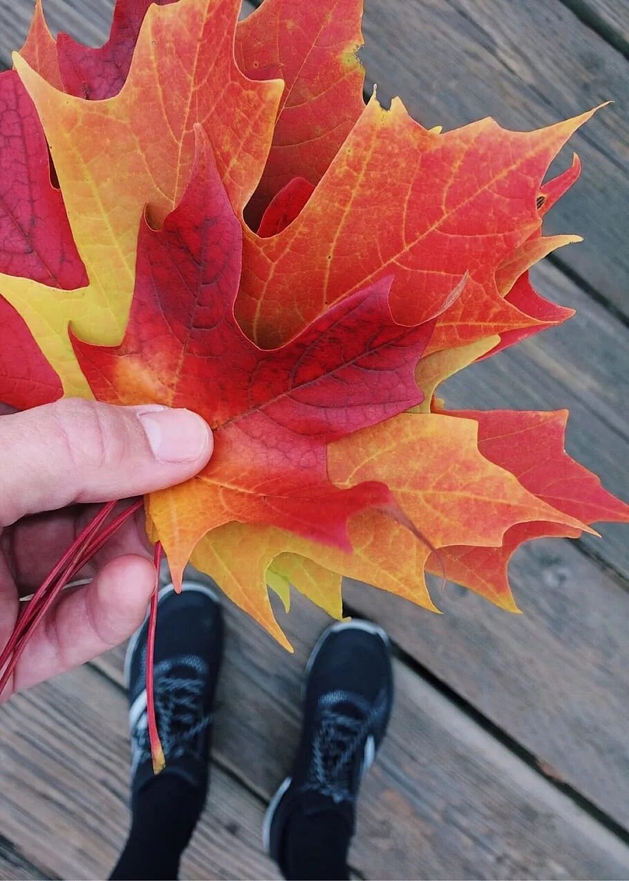 Кленовый лист в руке. Большой осенний лист. Охапка кленовых листьев. Охапка кленовых листьев в руках. Собрать осенние листья
