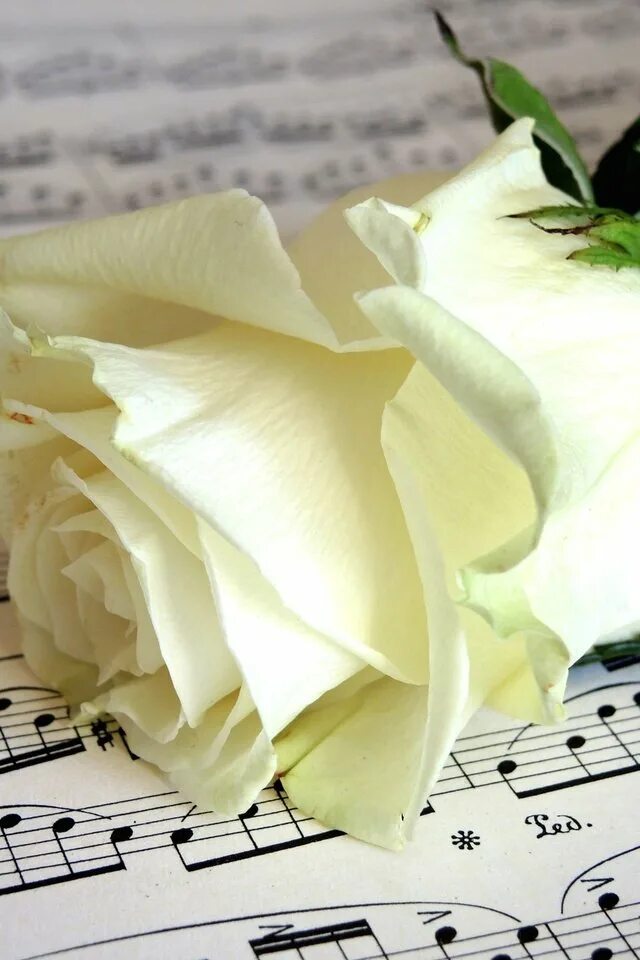 Белые цветы музыка. Ноты и цветы. Розы и Ноты. Ноты и цветы красивые картинки. Белые розы Ноты.