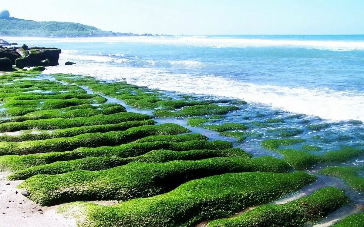 Эдафофильные водоросли. Водоросли Балтийского моря. Надземные водоросли. Морской мох водоросли.