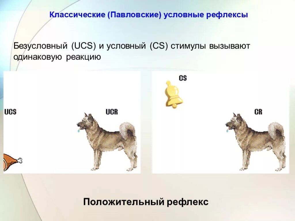 Условный рефлекс стимул реакция. Положительные условные рефлексы. Положительные и отрицательные условные рефлексы. Условный рефлекс положительный и отрицательный примеры.