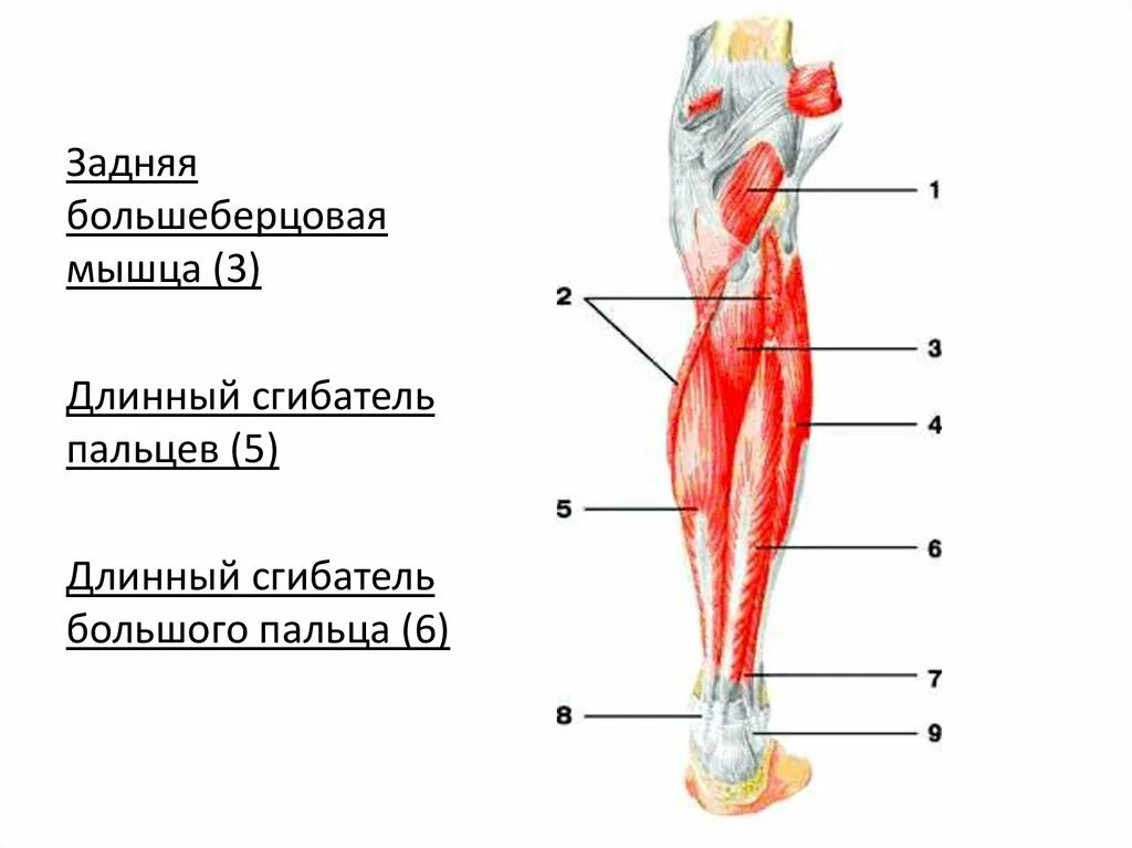 Длинный сгибатель стопы. Задняя большеберцовая мышца голени. Задняя длинная большеберцовая мышца. Задняя большеберцовая мышца анатомия. Длинный сгибатель пальцев стопы анатомия.