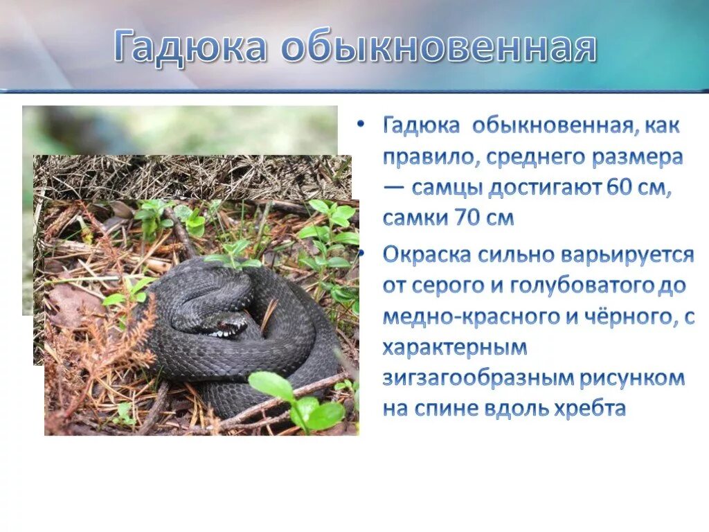 Гадюка обыкновенная 3 класс окружающий мир. Пересказ гадюка. Гадюка обыкновенная 2 класс окружающий мир. Гадюка обыкновенная 3 класс окружающий мир. Рассказ о гадюке обыкновенной.