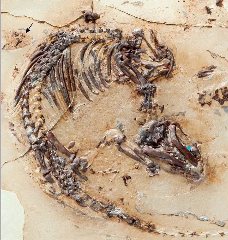 Fossil окаменелости. Otapiria ussuriensis палеонтология. Останки окаменелости динозавра. Окаменелости Юрского периода динозавры.