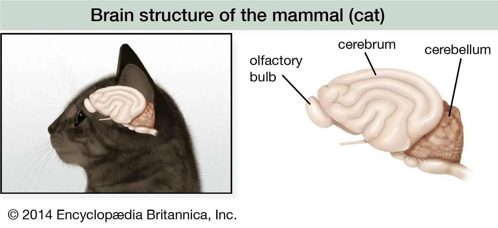 Мозг кошки. Строение мозга кота.