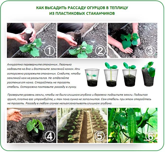На какую глубину сажают рассаду. Глубина посадки рассады огурцов в теплицу. высаживание рассады огурцов в парник. когда сажать рассаду огурцов. огурцы высадка рассады в теплицу.