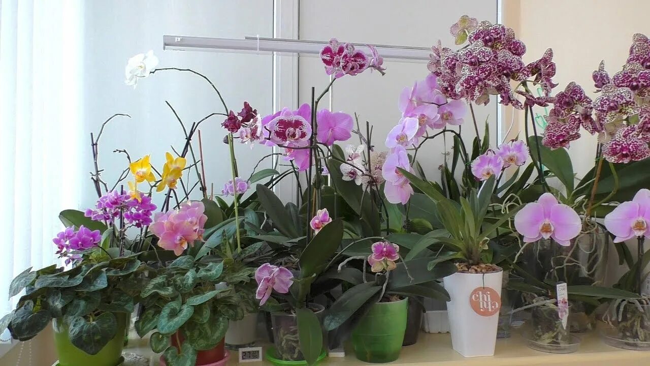 уютные орхидеи и не только видео. уютные орхидеи. уютные орхидеи на ютубе. уютные орхидеи и не только ирина. уютные орхидеи.