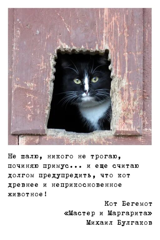 Цитаты бегемота из мастера и маргариты. Кот бегемот цитаты. Фразы кота бегемота. Кот из мастера и маргариты цитаты. Мастер и маргарита цитаты бегемота.