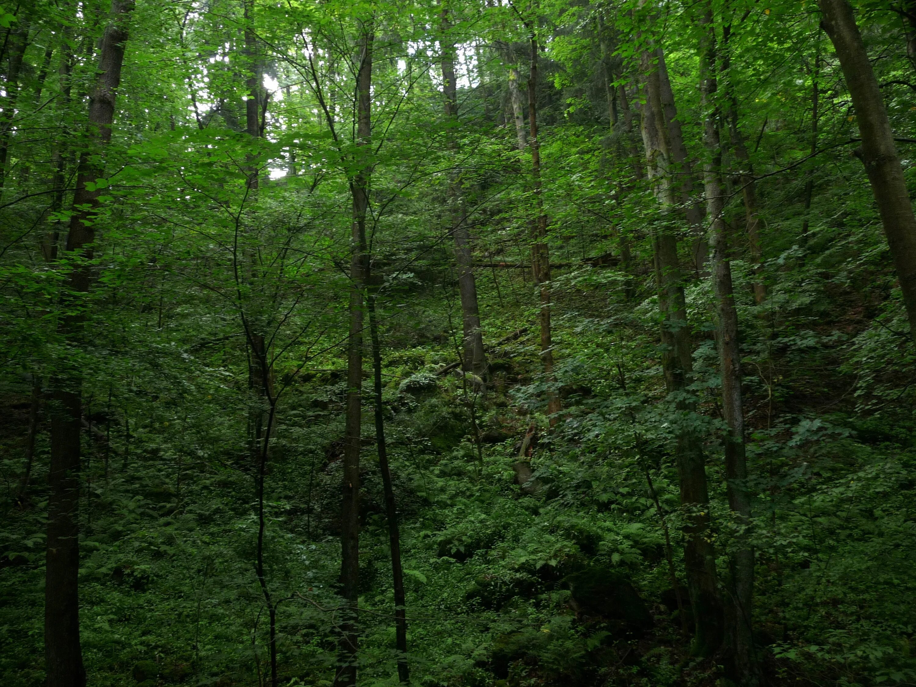 Хвойно широколиственные леса произрастают. Широколиственный лес Кубани. Широколиственный лес рельеф. Широколиственный лес крона. Широколиственные леса Кавказа.