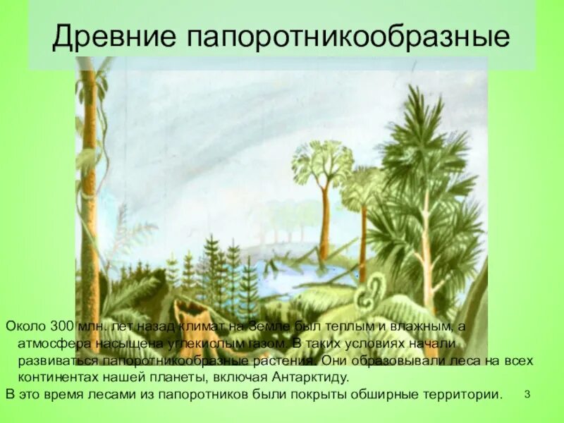 Произошли от древних папоротникообразных
