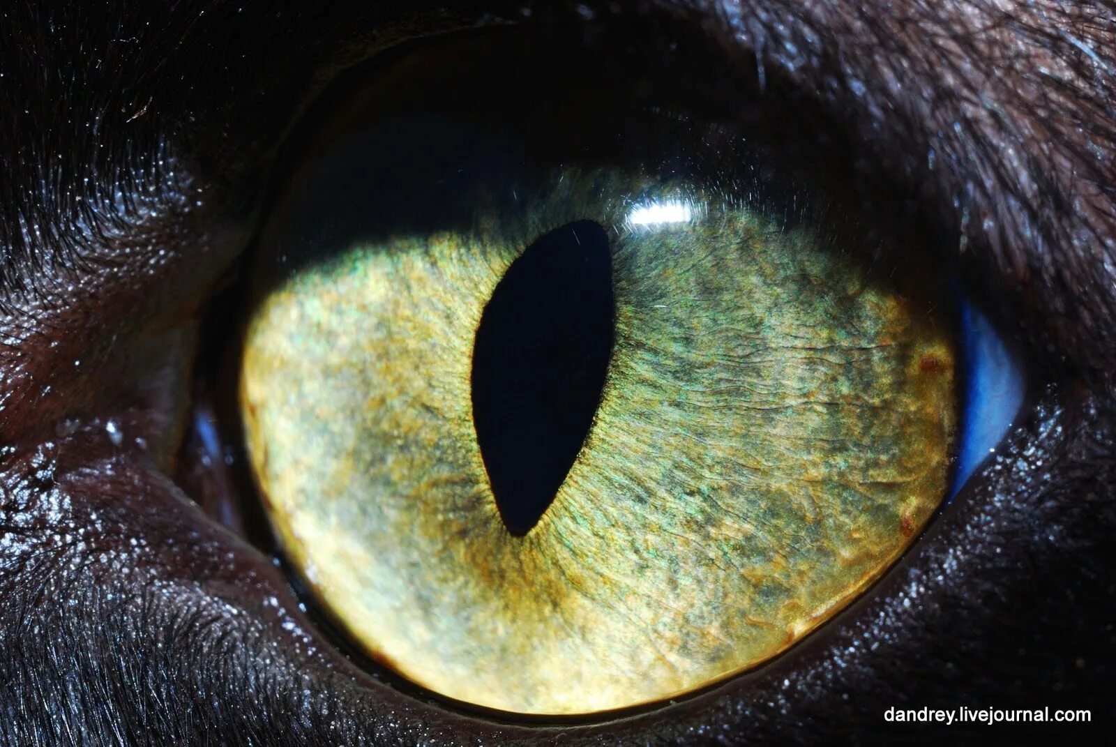 Глаза кошки. Кошачий глаз. Зрачок кошки. Кошачий глаз зрачок. Время глазами кошки
