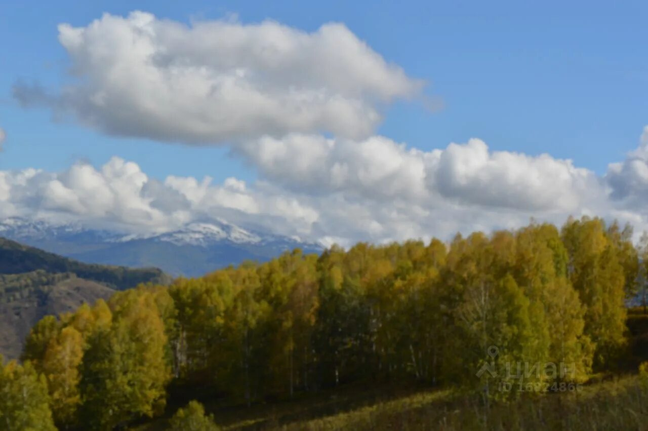 Малая Маралиха Чарышский Алтайский край. Берёзовка (Чарышский район). Алтайский край Чарышский район село Березовка. Маральи рожки Чарышский район Алтайский край.