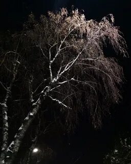 Березы на черном фоне
