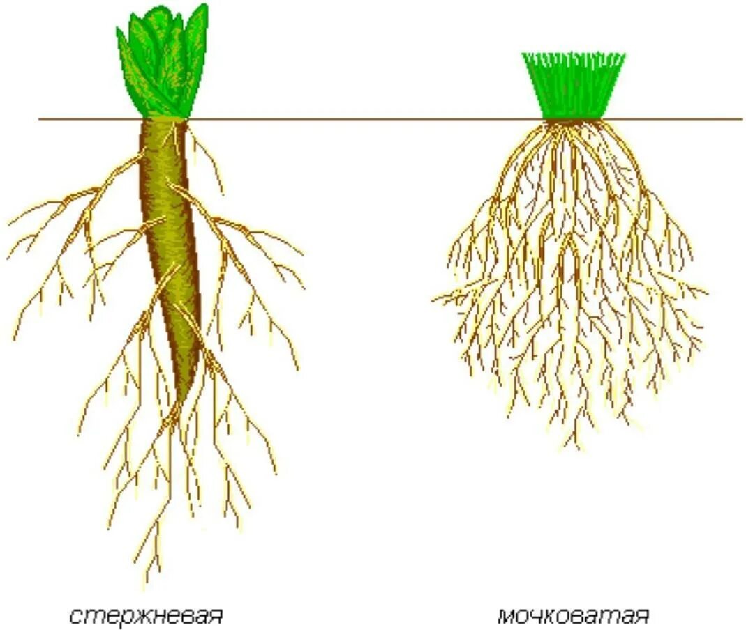 Корни растения бывают. Мочковатый Тип корневой системы. Строение мочковатой корневой системы. Мояковая и стерженивая система. Мочковатая корневая система пшеницы.
