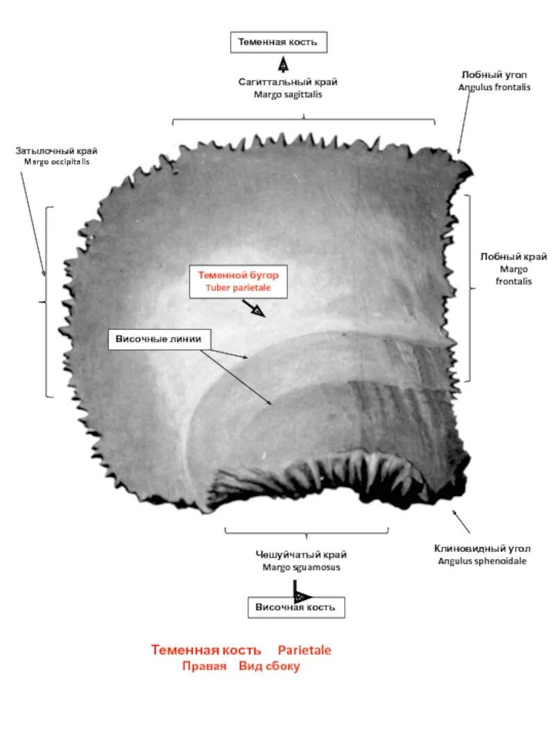 Теменная кость строение. Теменная кость анатомия строение. Теменная кость кость строение. Теменная кость вид снаружи и изнутри.