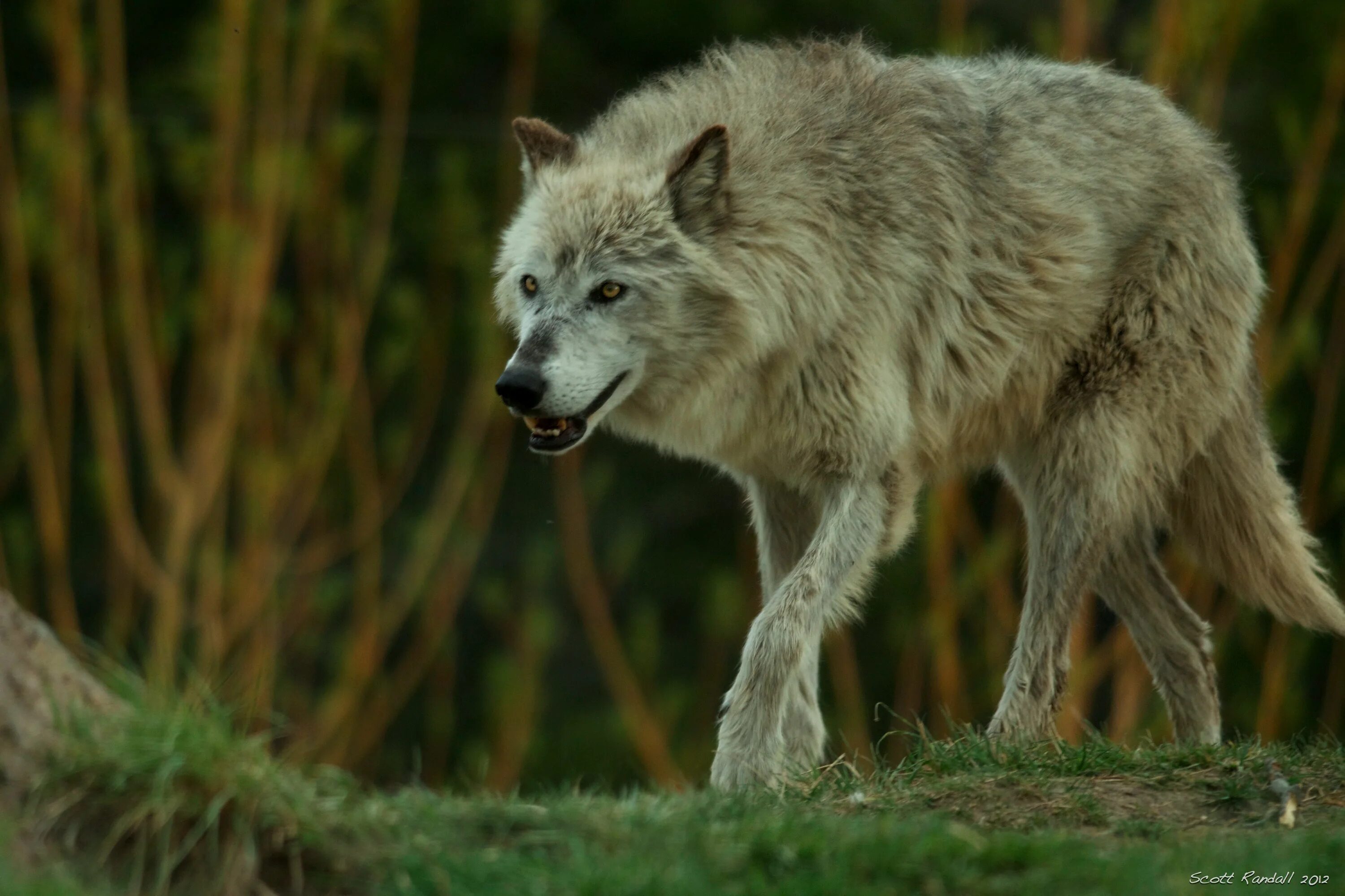 He wolf
