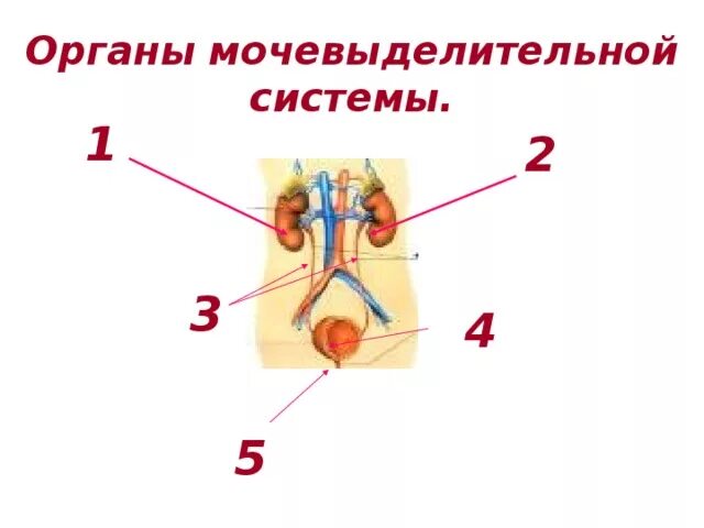 Биология органы мочевыделения. Органы выделения человека 8 класс биология. Биология 8 класс - тема выделение человека. Мочевыделительная система биология 8 класс Пасечник. Урок выделение 8 класс