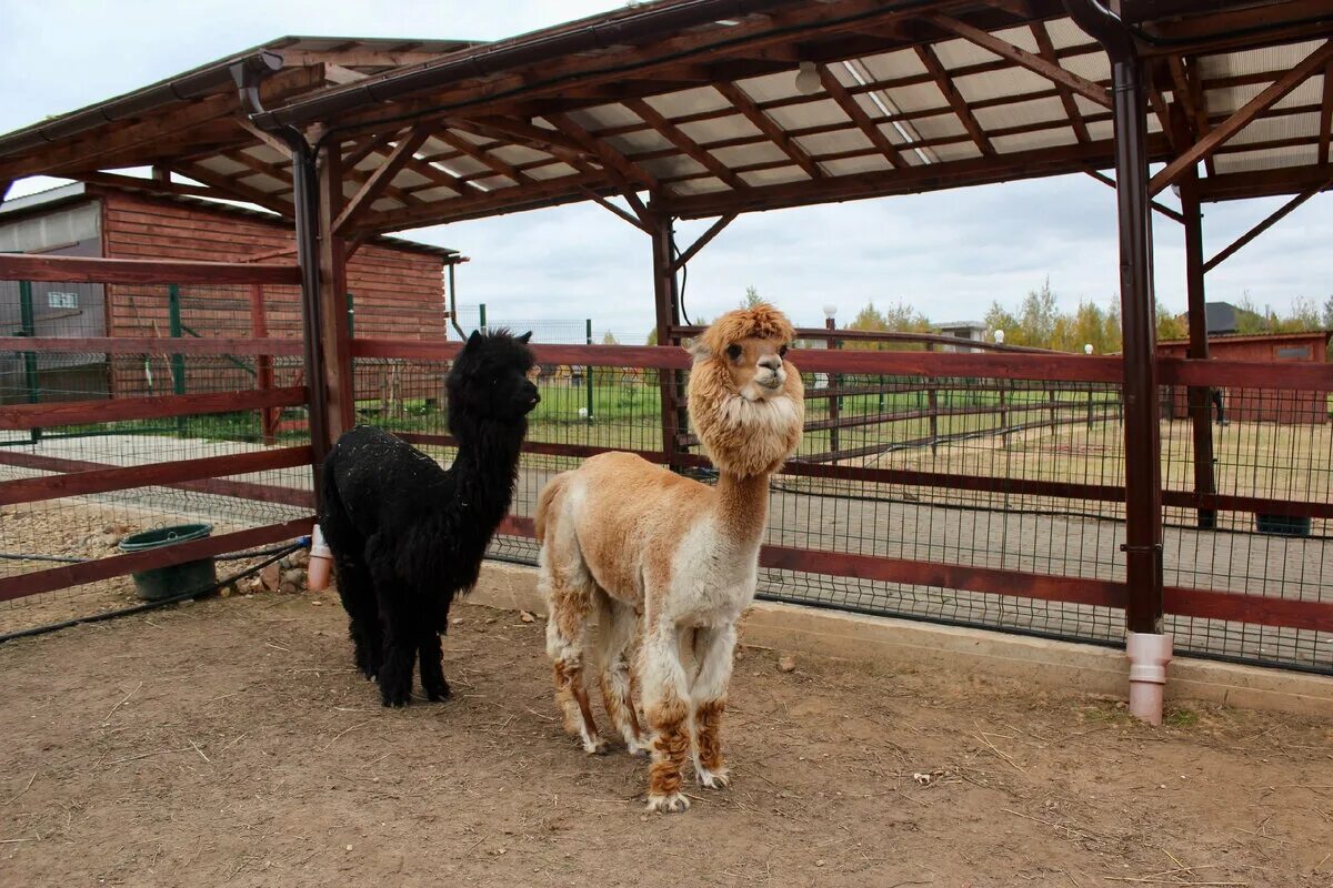 Ферма лам в подмосковье альпака. Ферма альпак дмитровский. Эко ферма российские альпаки походкино. Ферма альпаки дмитровский район. Походкино дмитровский район альпаки.