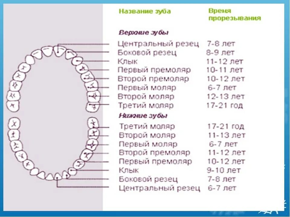 Когда растут коренные зубы. Схема прорезывания коренных зубов. порядок прорезывания постоянных зубов у детей 6 лет. сроки прорезывания коренных зубов у детей. зубы у детей порядок прорезывания коренных зубов.