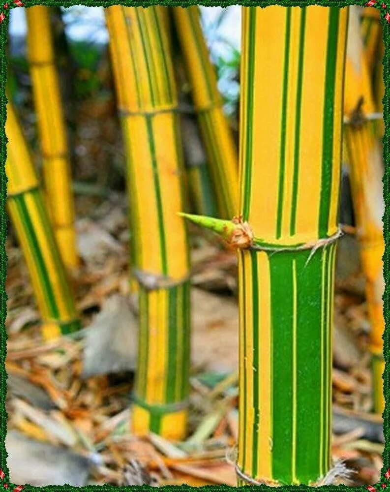 Биг бамбук big bamboo vip. Бамбук вульгарис. Бамбук листоколосник. Бамбук Мосо. Бамбук Аурея.