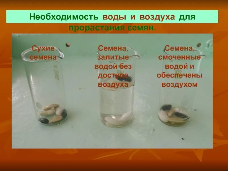 Для прорастания семян необходимо наличие воды. Прорастание семян. Вода для прорастания семян. Условия прорастания семян. Необходимость воздуха для прорастания семян.