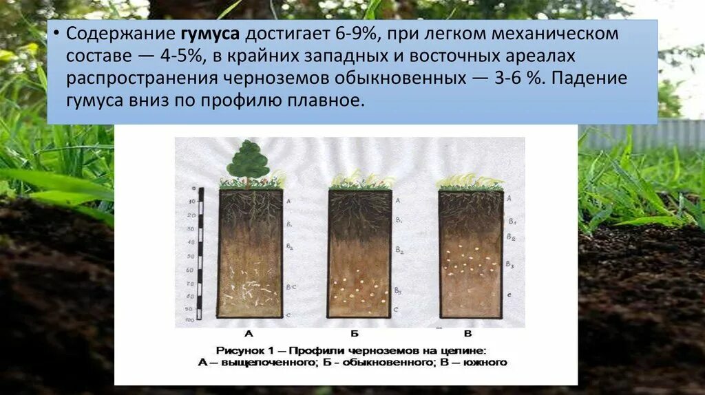 Чернозём природная зона. Состав состав чернозема. Почвенный разрез чернозема южного. Чернозем почвы гумусовый горизонт. Черноземные степи.