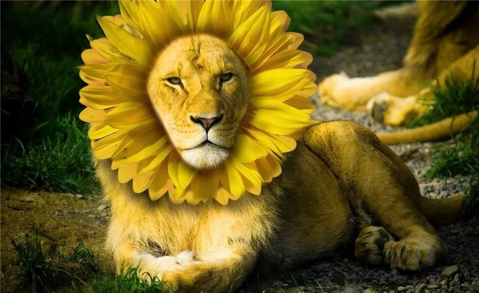 Цветок лев