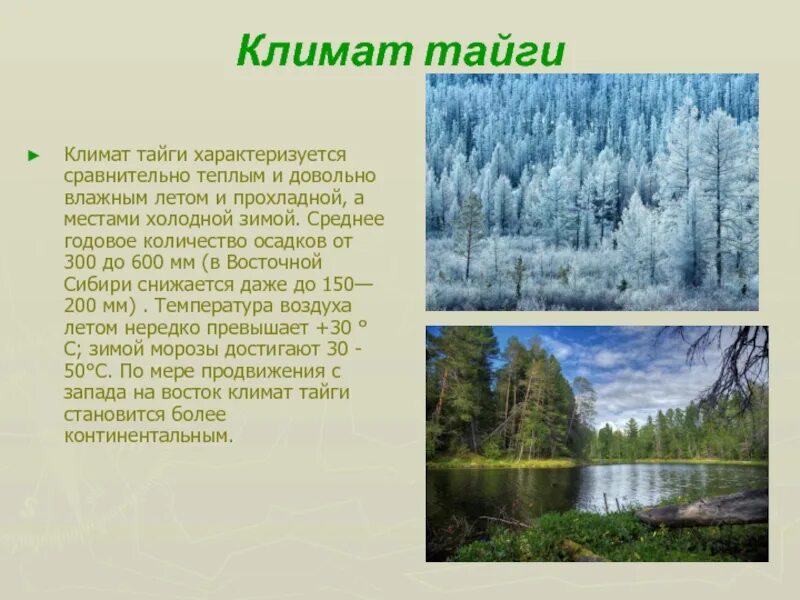 Где в тайге самые низкие температуры зимой. Климат тайги зимой и летом. Климат зоны тайги в России. Природные зоны России Тайга климат. Тайга в России коимакт.