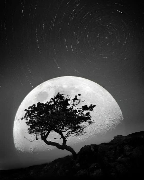 Лунный пейзаж. Ночь Луна. Ночное небо месяц Луна дерево. Moon Scene.
