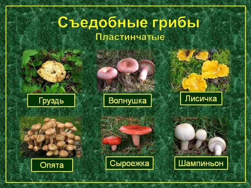 Грузди, подгруздки и другие млечники Грибное лукошко и рыбацкий садок Дзен
