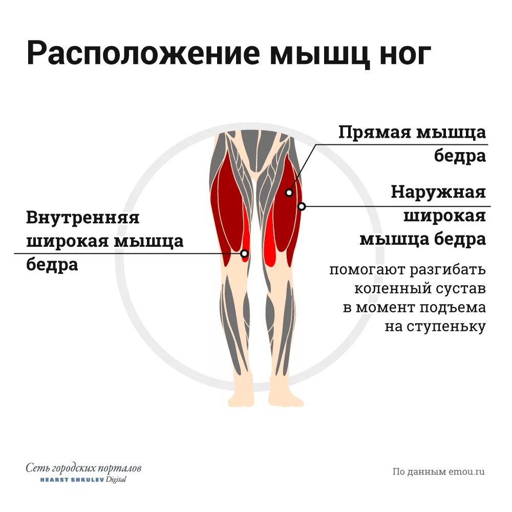 Приводящие мышцы бедра боль. Латеральная широкая мышца бедра крепление. четырехглааямышца бедра. латеральная широкая мышца бедра функция. квадрицепс медиальная головка.