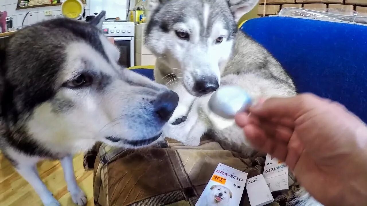 Хаски плавает. Husky в коробке. Хаски луганск. Хаски на донбассе. Домашняя собака.