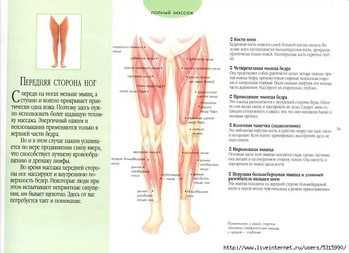 Части ног для массажа. Передняя сторона бедра. Самомассаж для ноги бедро. Внутренняя сторона голени. Часть ноги на б