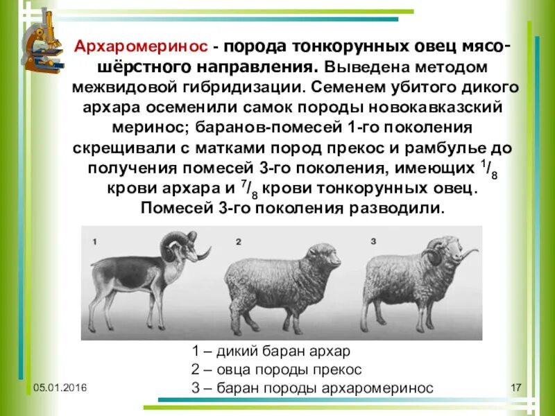 Гибриды отдаленной гибридизации. Архаромеринос порода овец. Тонкорунные овцы меринос + дикий баран Архар = архаромеринос. Архаромеринос селекция. Тонкорунные породы овец шерстного направления.