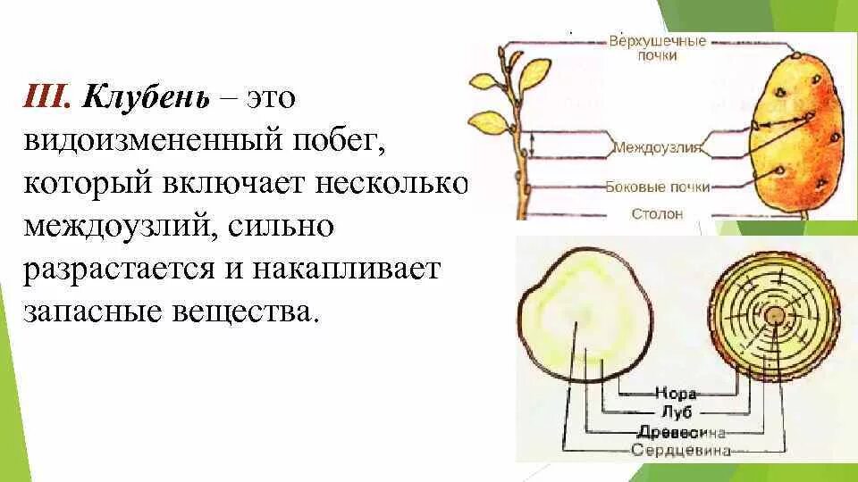 Клубень картофеля является видоизмененным побегом. Докажите что клубень картофеля видоизменённый побег. клубни картофеля это видоизмененные побеги. клубень картофеля это видоизмененный побег строение. строение видоизмененного побега клубень.