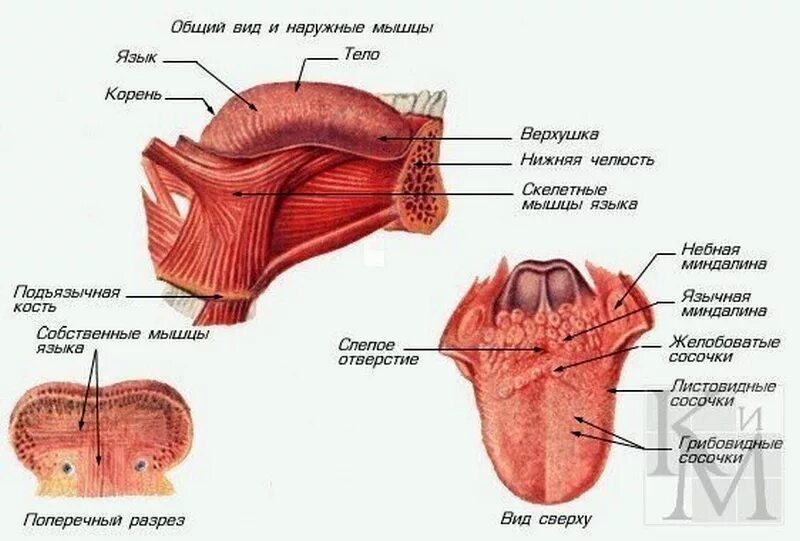 Корень языка схема сбоку.