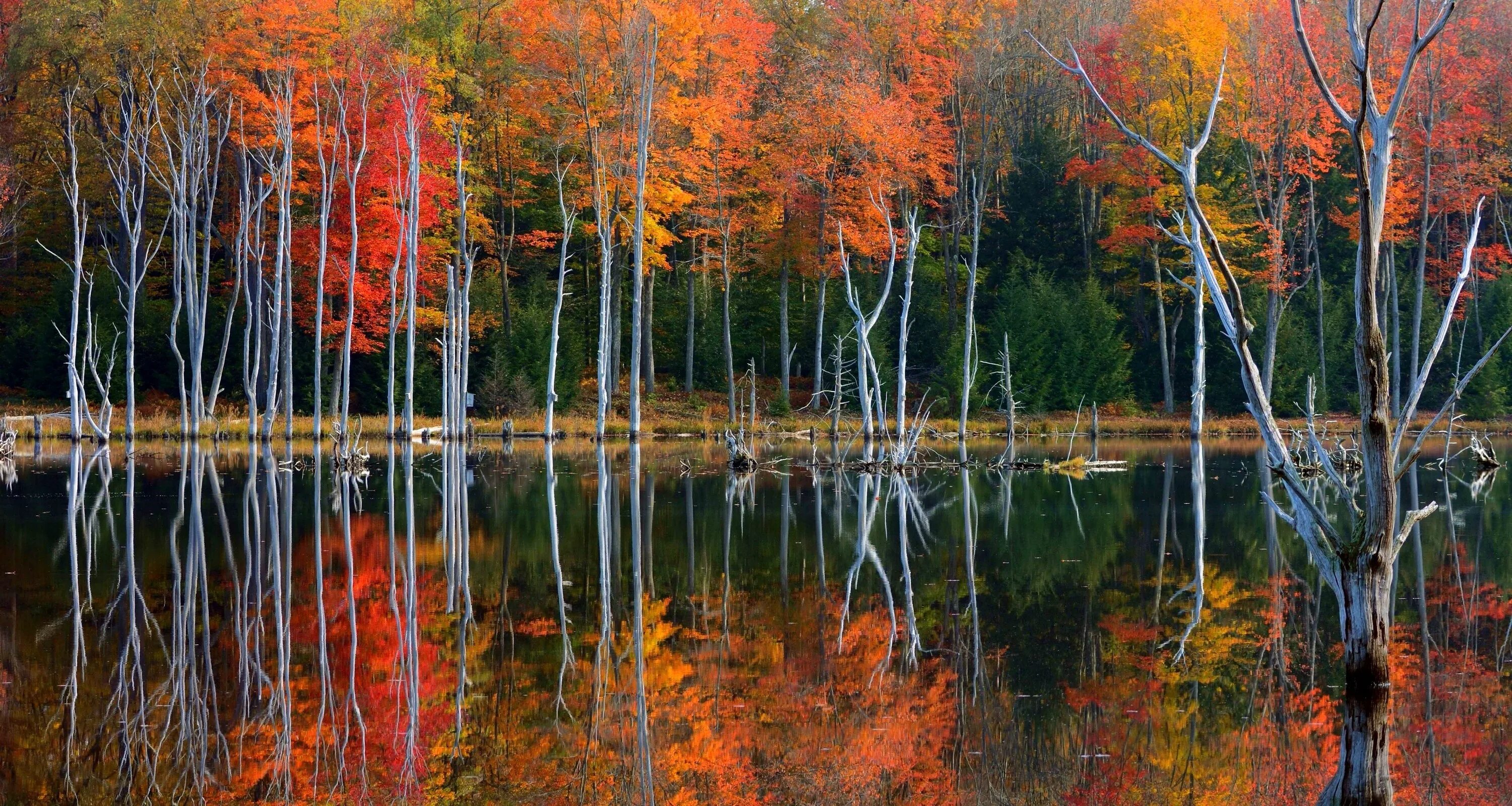 Деревья смотрят в воду. Отражение осенних деревьев в воде. Осень озеро. Деревья отражаются в воде. Отражение осеннего леса в воде.