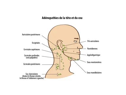 Cou