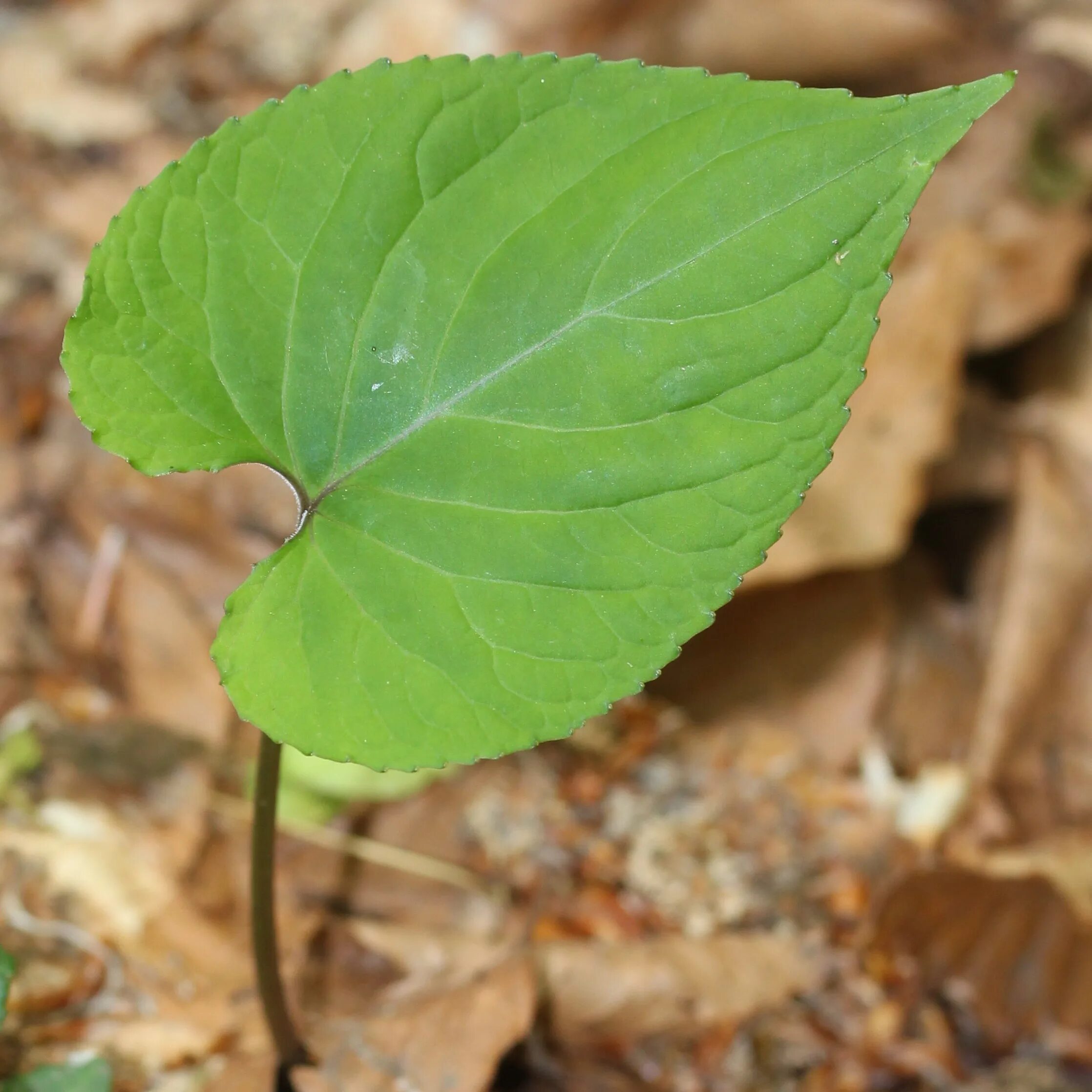 S Leaf. Periole leaves. Thunder leaves. Brunozamp s foliage