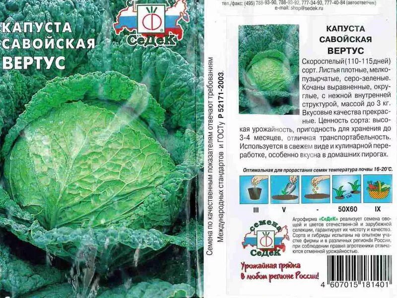 Капуста семена лучшие сорта для открытого грунта. Капуста савойская вертю 1340. капуста савойская вертю 1340 описание. капуста савойская вертю описание. поздняя савойская капуста семена.