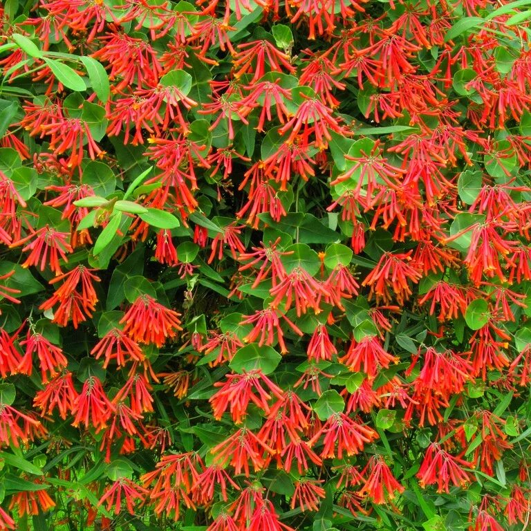 кампсис укореняющийся (текома). лианы многолетние для сада морозостойкие. кампсис укореняющийся. лианы многолетние для сада морозостойкие. глициния вистерия.