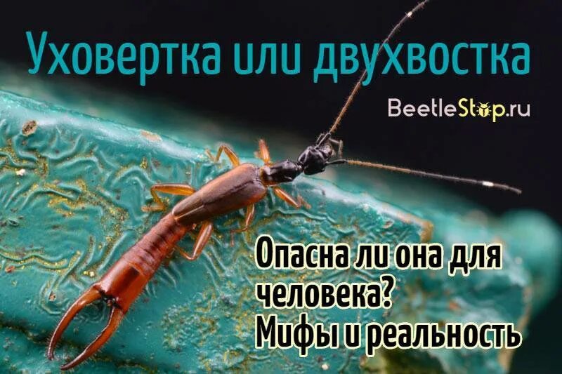 Опасна ли уховертка. Уховертка двухвостка. Уховёртка обыкновенная. Уховертка насекомое. Сколопендра уховертка.