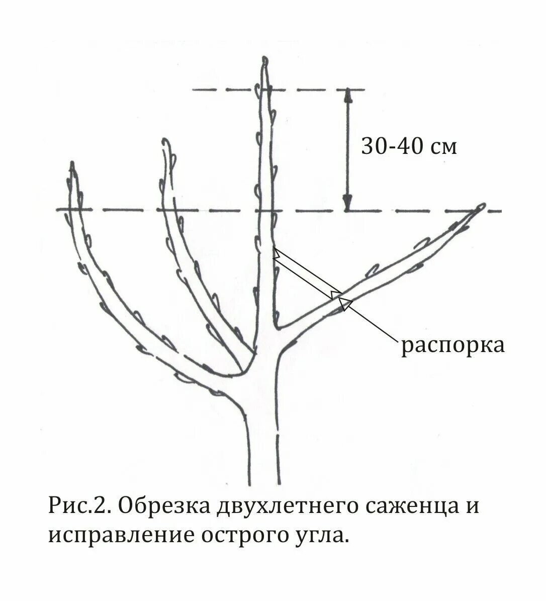 До какого времени можно обрезать деревья. Схема обрезки плодовых деревьев весной. Правильная обрезка плодовых деревьев. Как правильно обрезать плодовые деревья весной схема. Правильная обрезка плодовых деревьев весной.