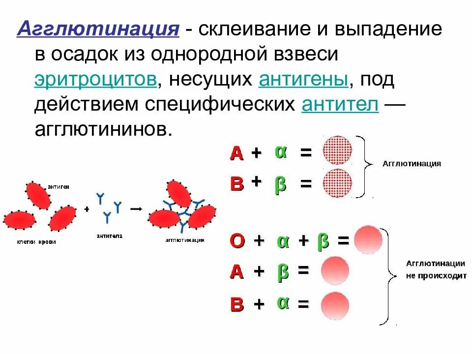 Реакцию агглютинации клеток крови. Переливание крови агглютинация. Схема агглютинации эритроцитов агглютининами. Реакция агглютинации для определения группы крови. Реакция агглютинации эритроцитов