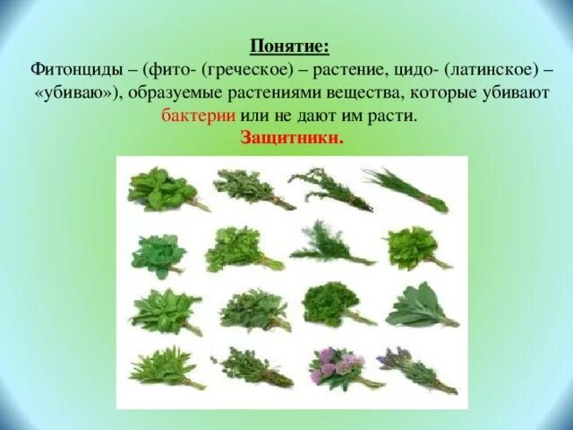 Фитонциды убивающие болезнетворные бактерии. Фитонциды растений. Фитонциды в каких растениях. Защитные вещества у растений. Фитонциды хвойных.