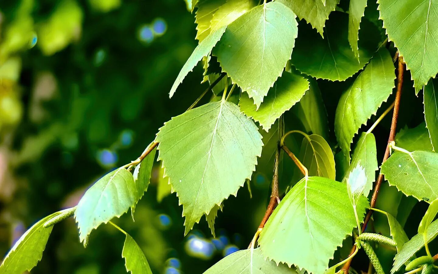 Береза обыкновенная (Betula Alba). Береза повислая листья. Береза повислая листок. Береза повислая обыкновенная. Листок березки