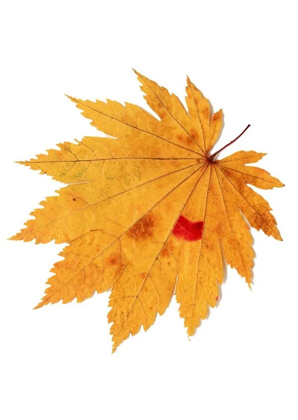 Собрать осенние листья. Осенние листочки. Осенний листок маленький. Осенние листья небольшие. Осенние листья картинки.